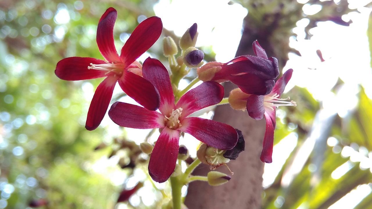 CLOSE-UP OF PINK FLOWERS BLOOMING IN PARK