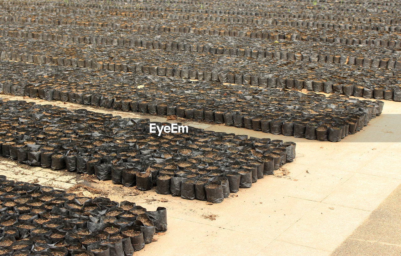 Rows of soil in black bags for seeding