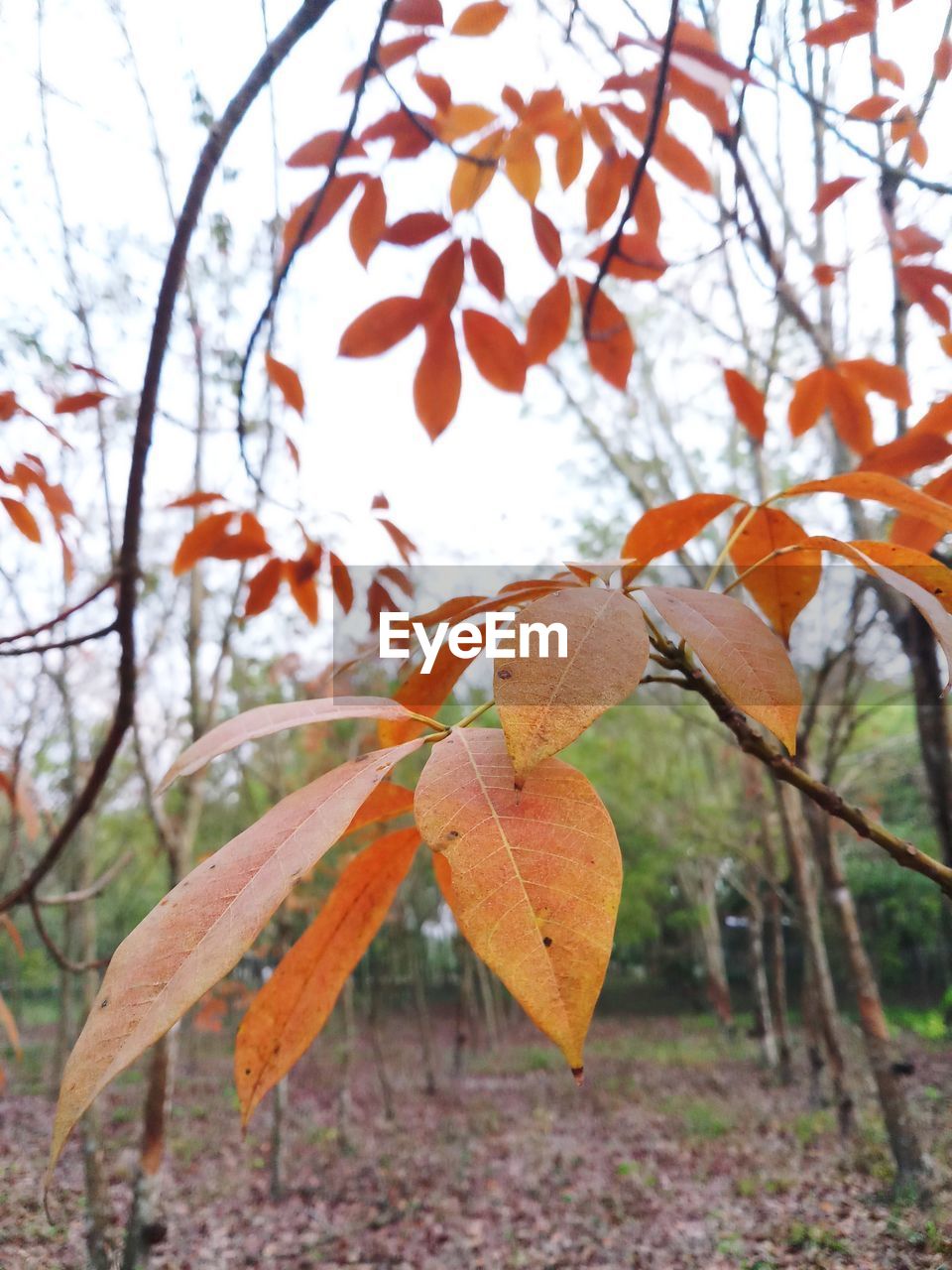 CLOSE-UP OF ORANGE FRUIT TREE