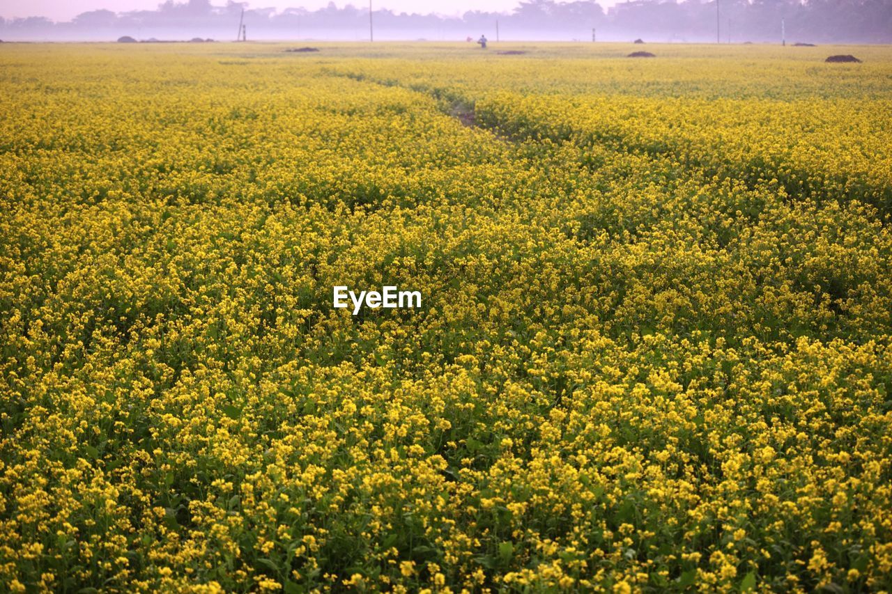 FIELD OF FLOWERS