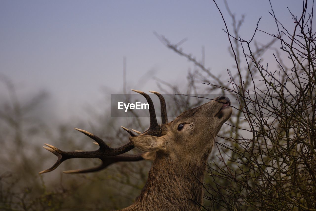 View of deer against sky