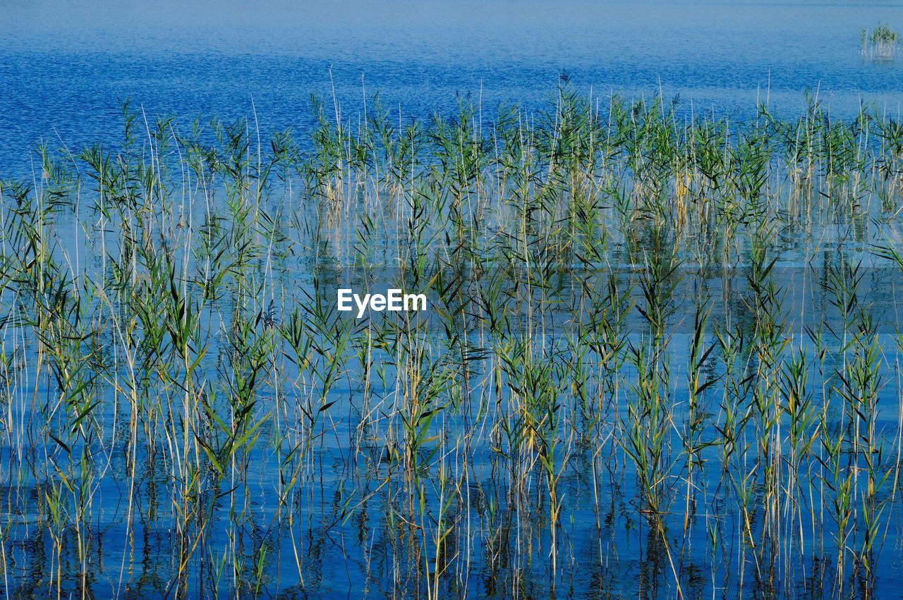 Close-up of reeds in lake