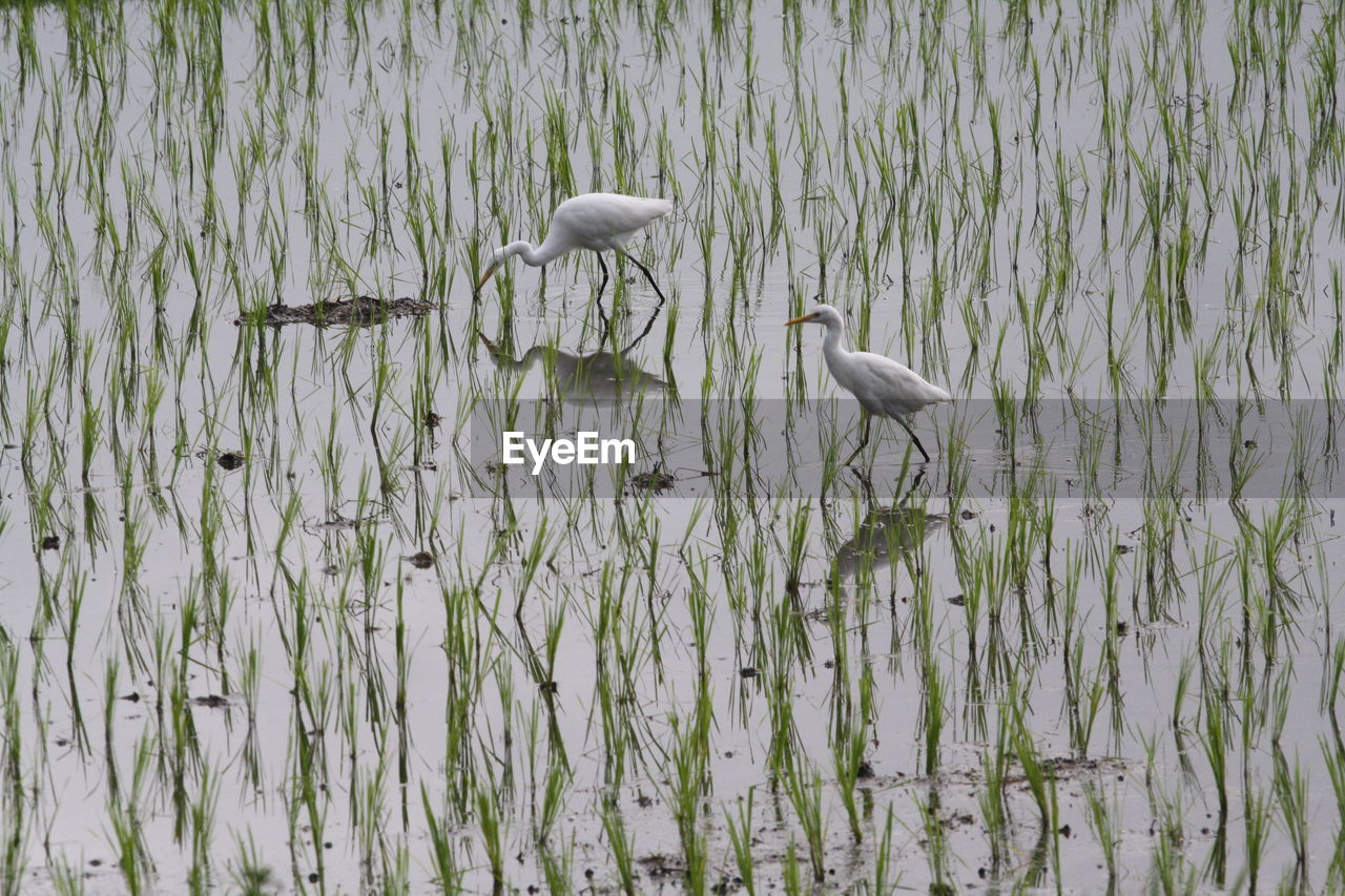 BIRDS ON LAKE