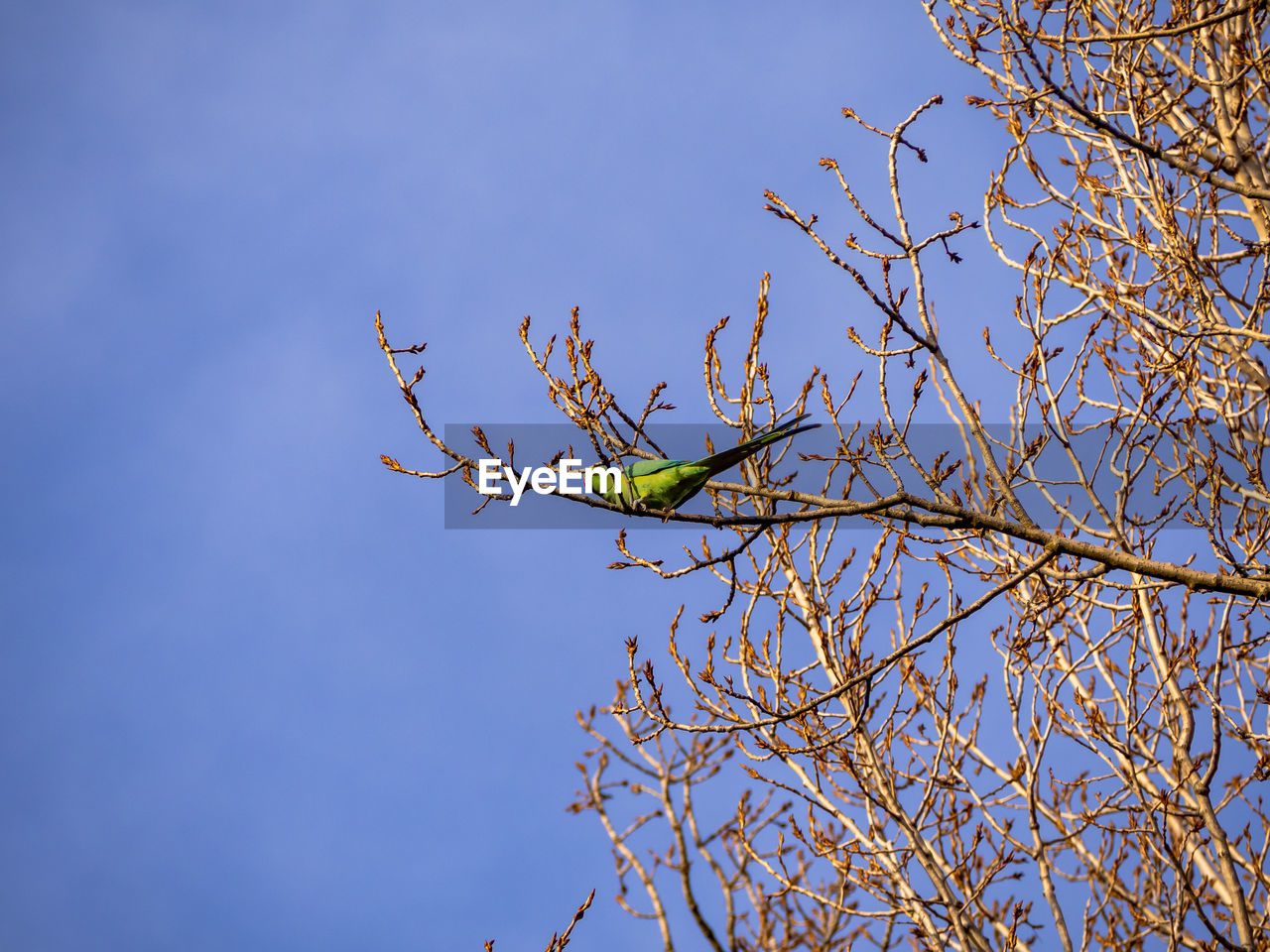 LOW ANGLE VIEW OF FLOWERING PLANTS AGAINST CLEAR BLUE SKY