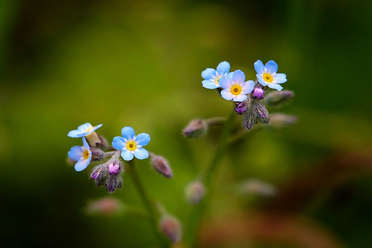 High angle view of forget-me-not flowers blooming in park