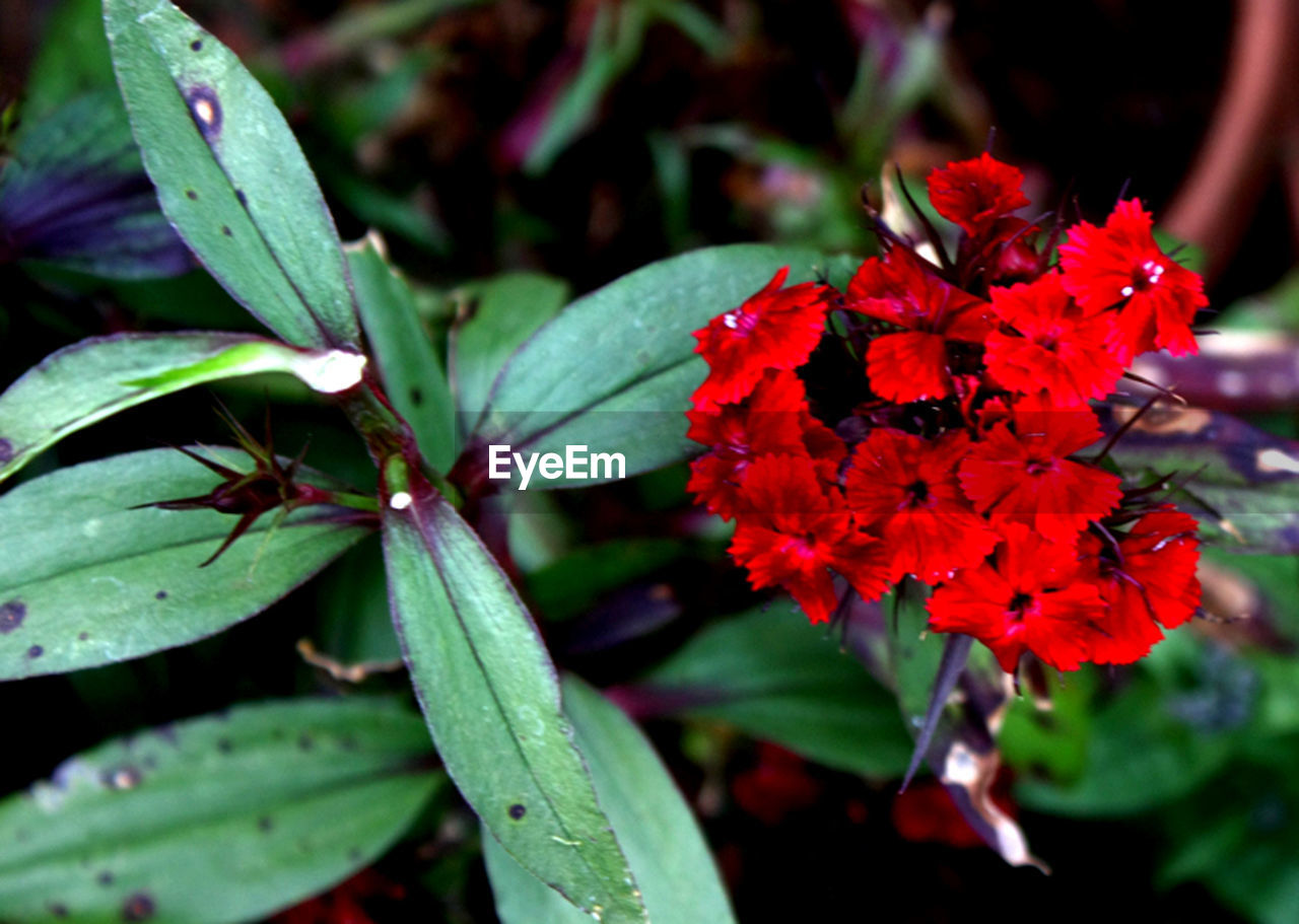 Close-up of red flowers growing in field
