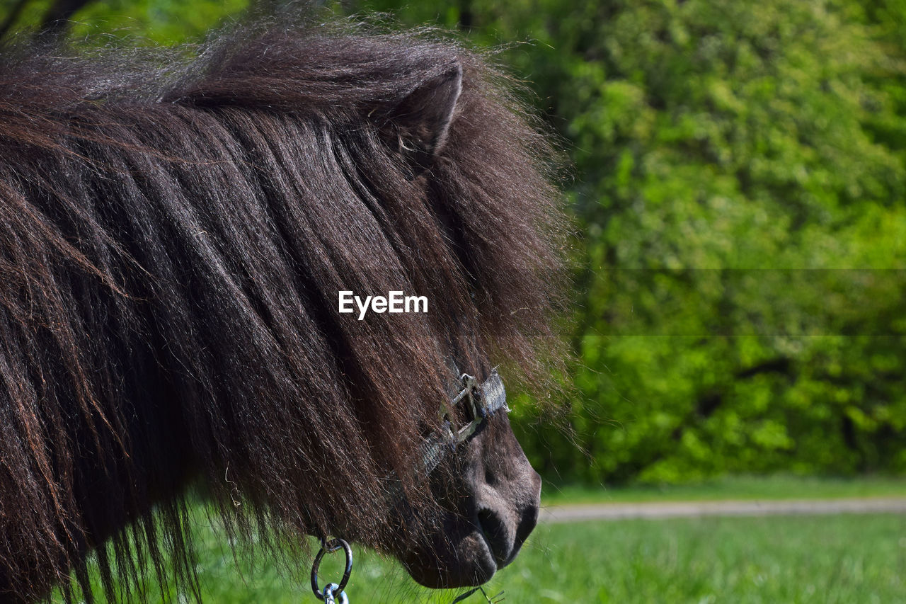 Close-up side view of a pony