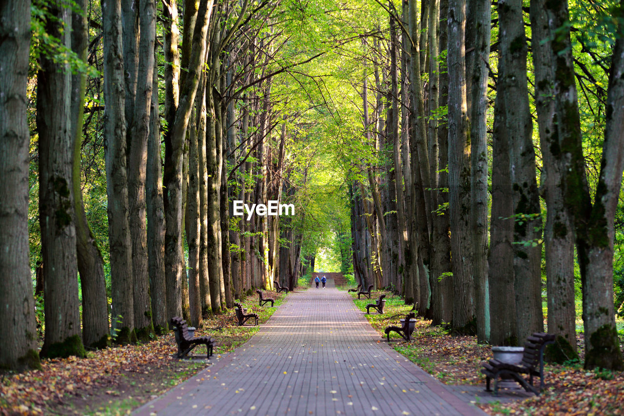 Footpath amidst trees in forest