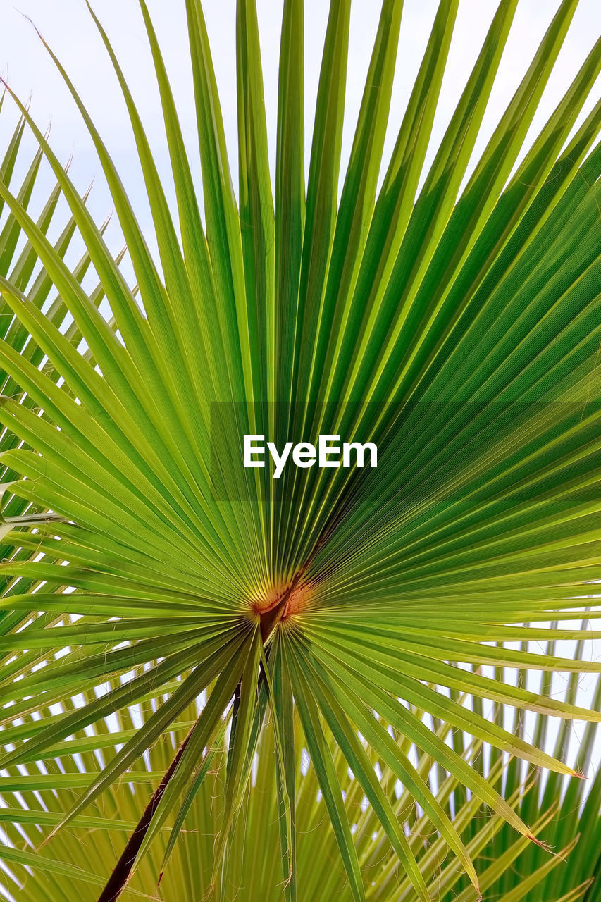 CLOSE-UP OF PALM LEAVES