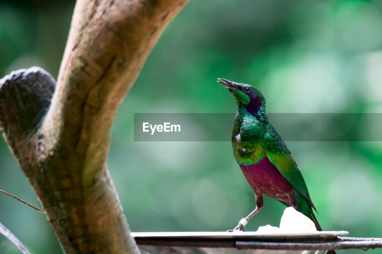 CLOSE-UP OF BIRD PERCHING ON A BRANCH