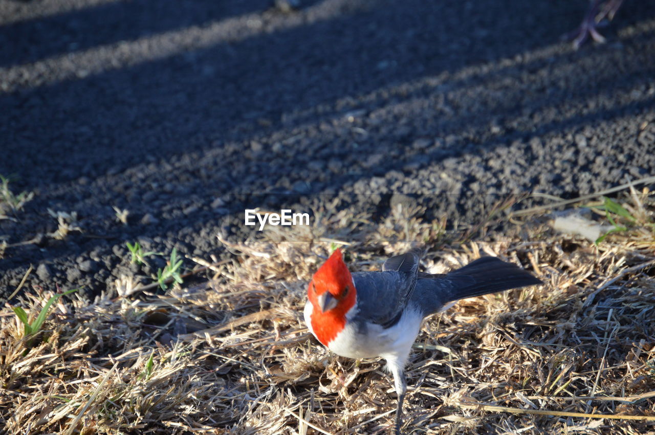 BIRDS ON GRASS