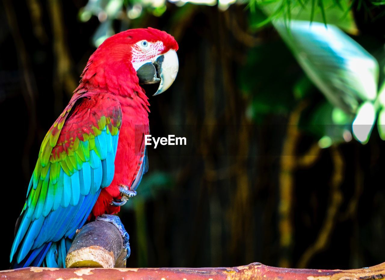 Close-up of red parrot perching on branch