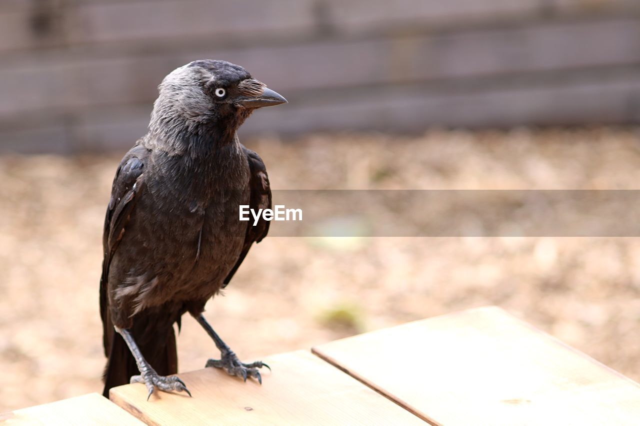 CLOSE-UP OF BLACK PERCHING ON WOOD