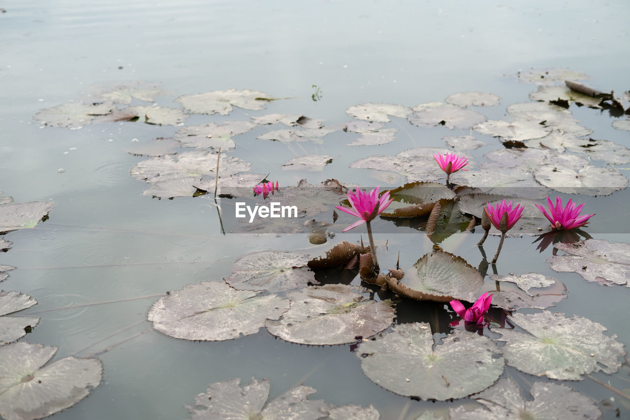 Beautiful lotus pink or purple flower on the water in the lake garden.