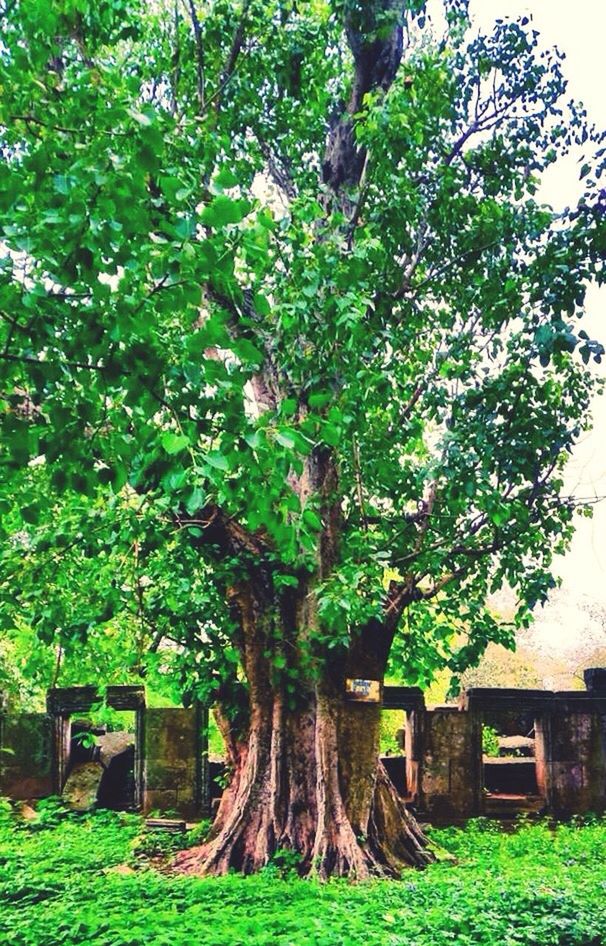 TREES GROWING IN PARK