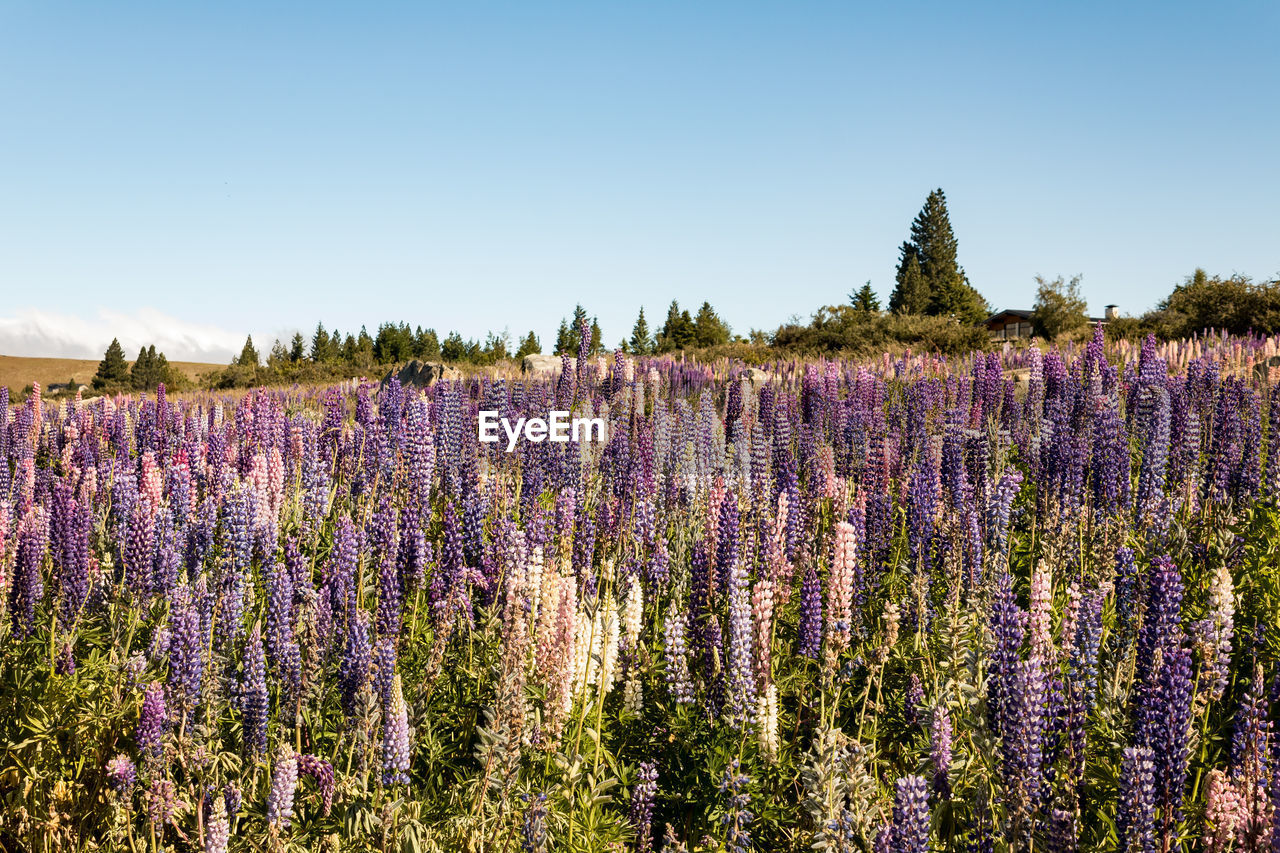 Purple flowering plants on field against sky