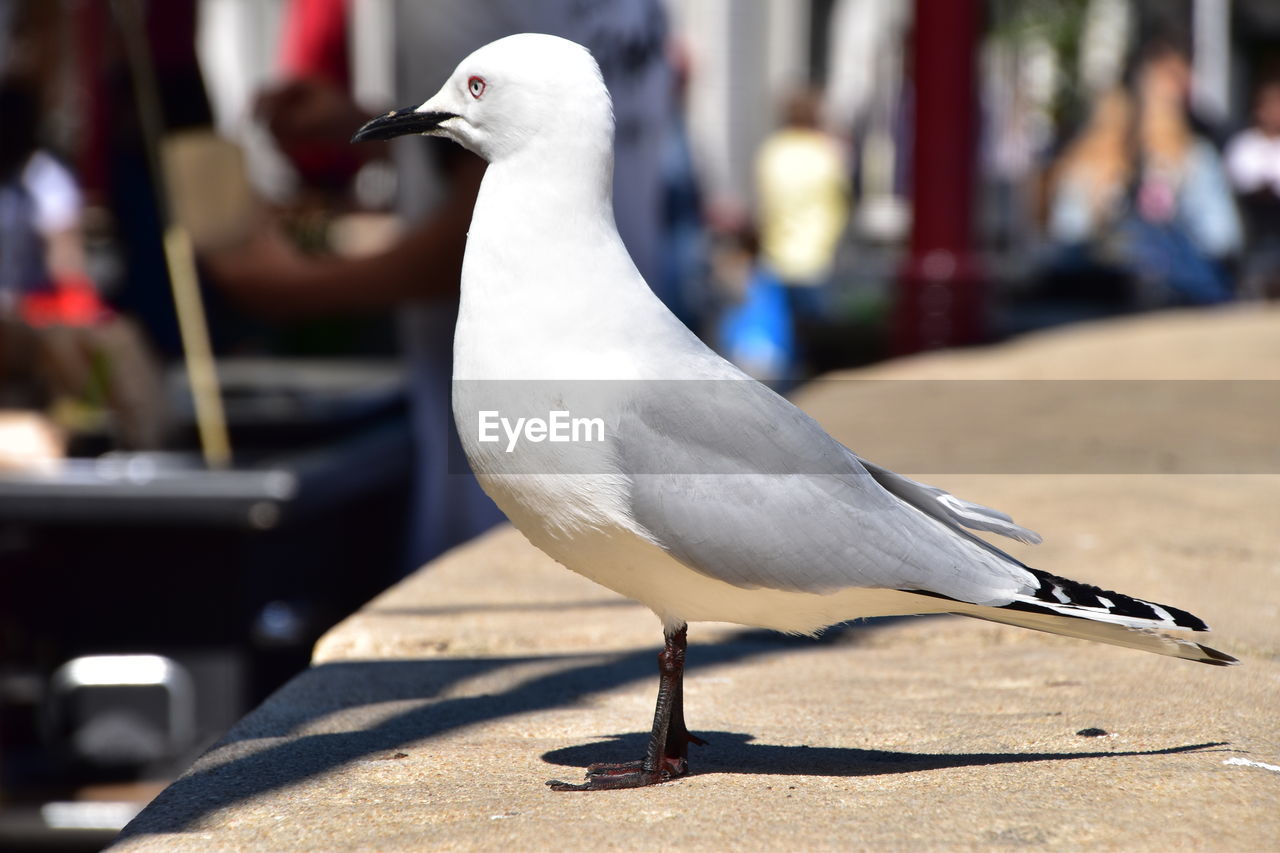 CLOSE-UP OF SEAGULL PERCHING ON A WALL