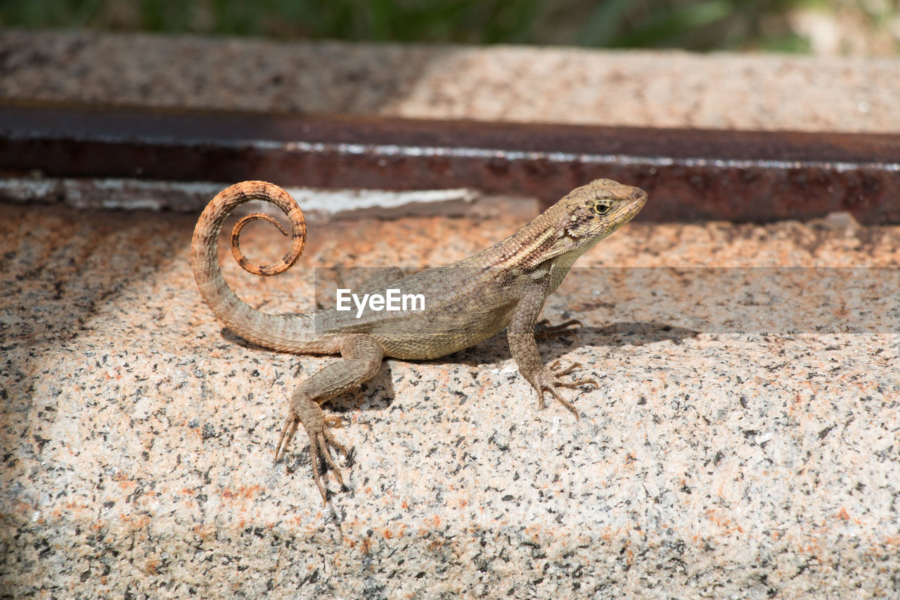 CLOSE-UP OF LIZARD