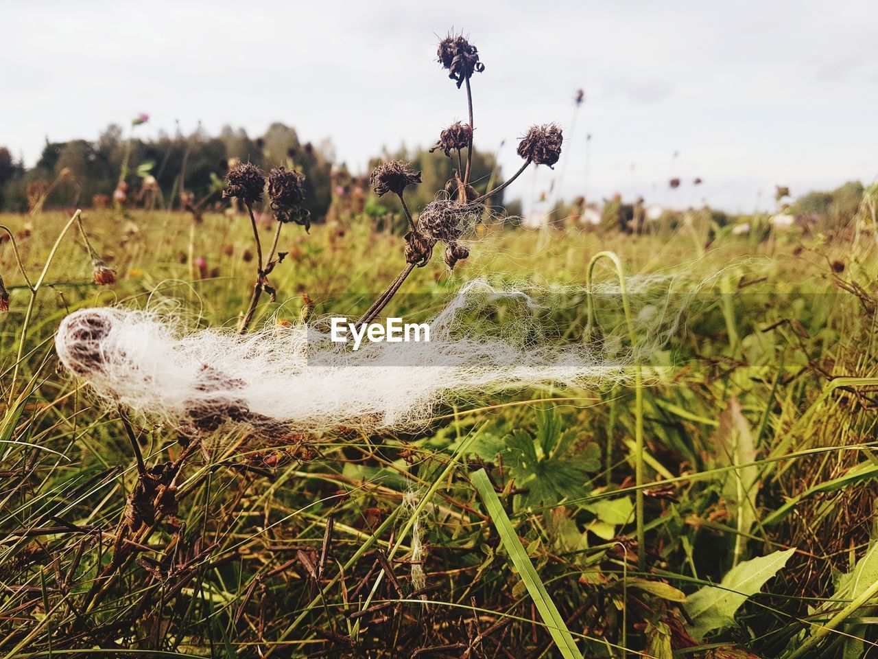 PLANTS GROWING ON FIELD