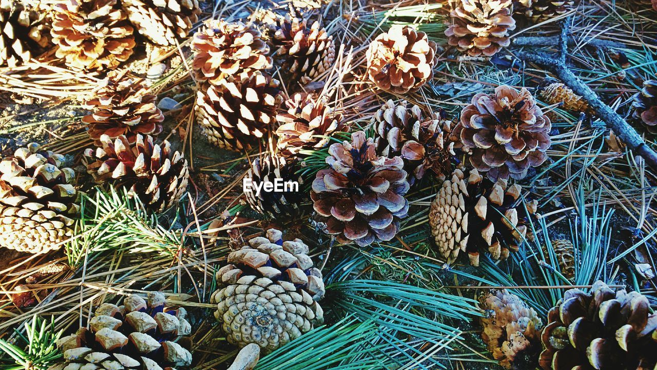 Pine cones on ground