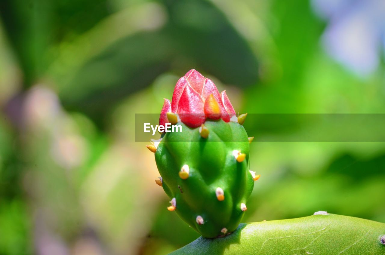 CLOSE-UP OF SUCCULENT PLANT DURING CACTUS