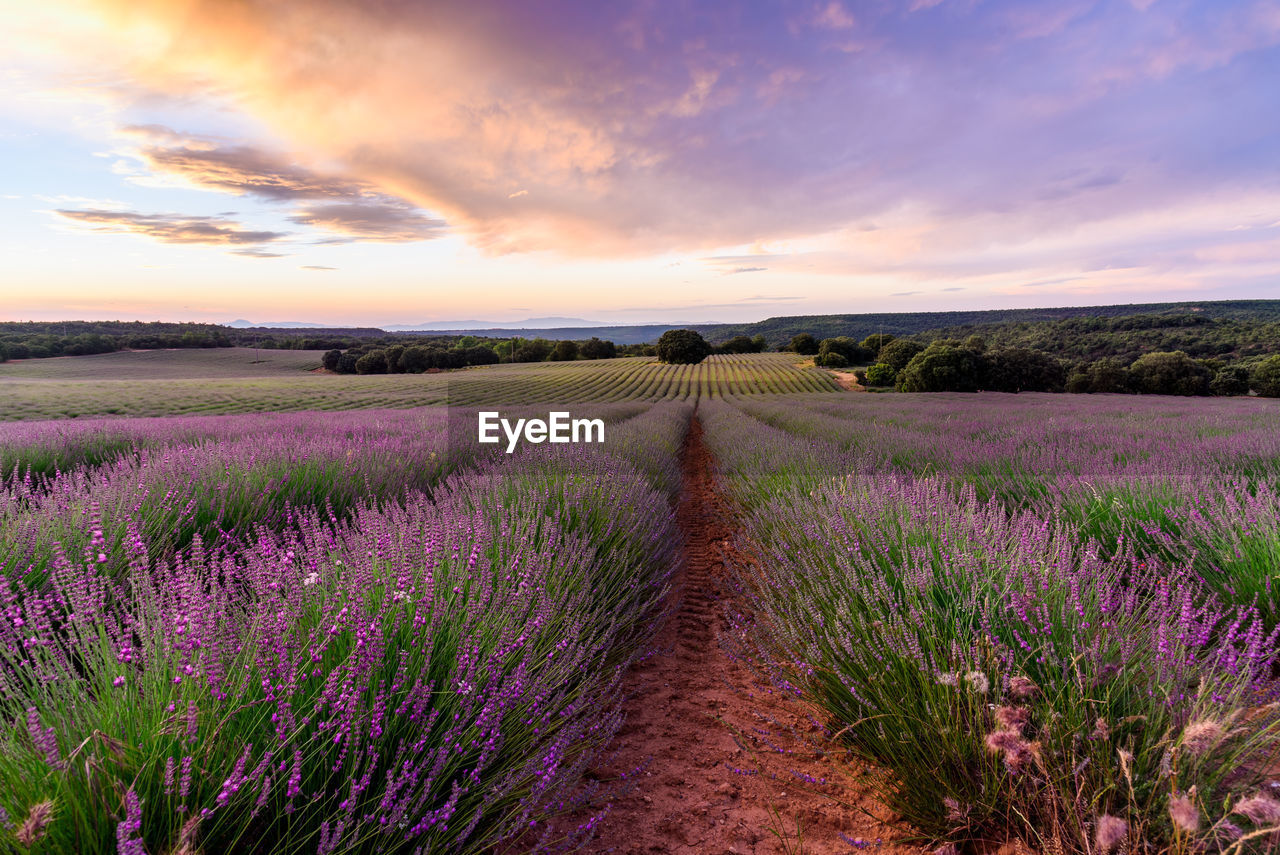 Lavender fields. summer sunset landscape in brihuega