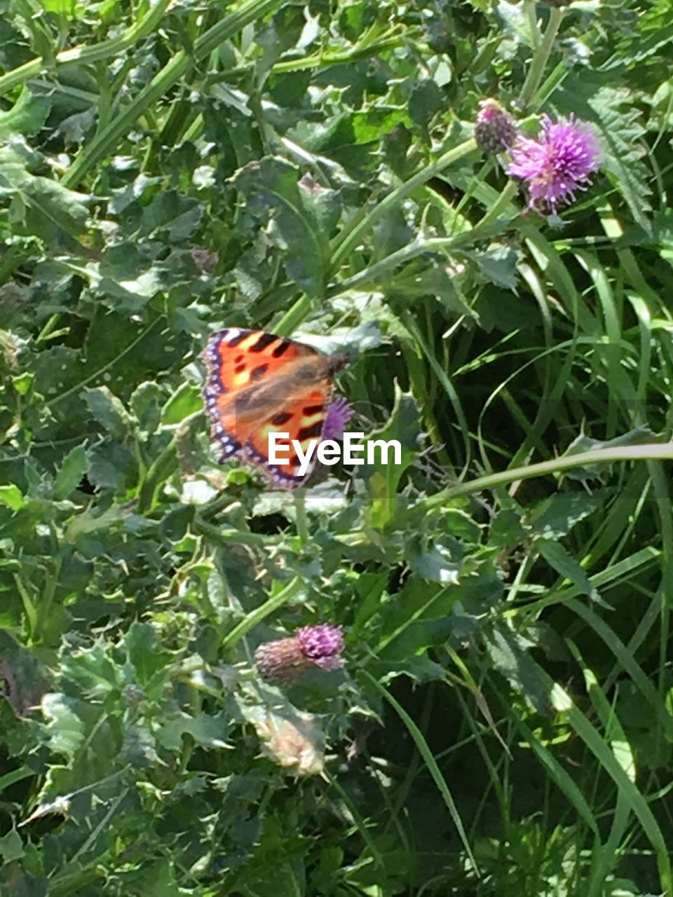 BUTTERFLY ON FLOWER