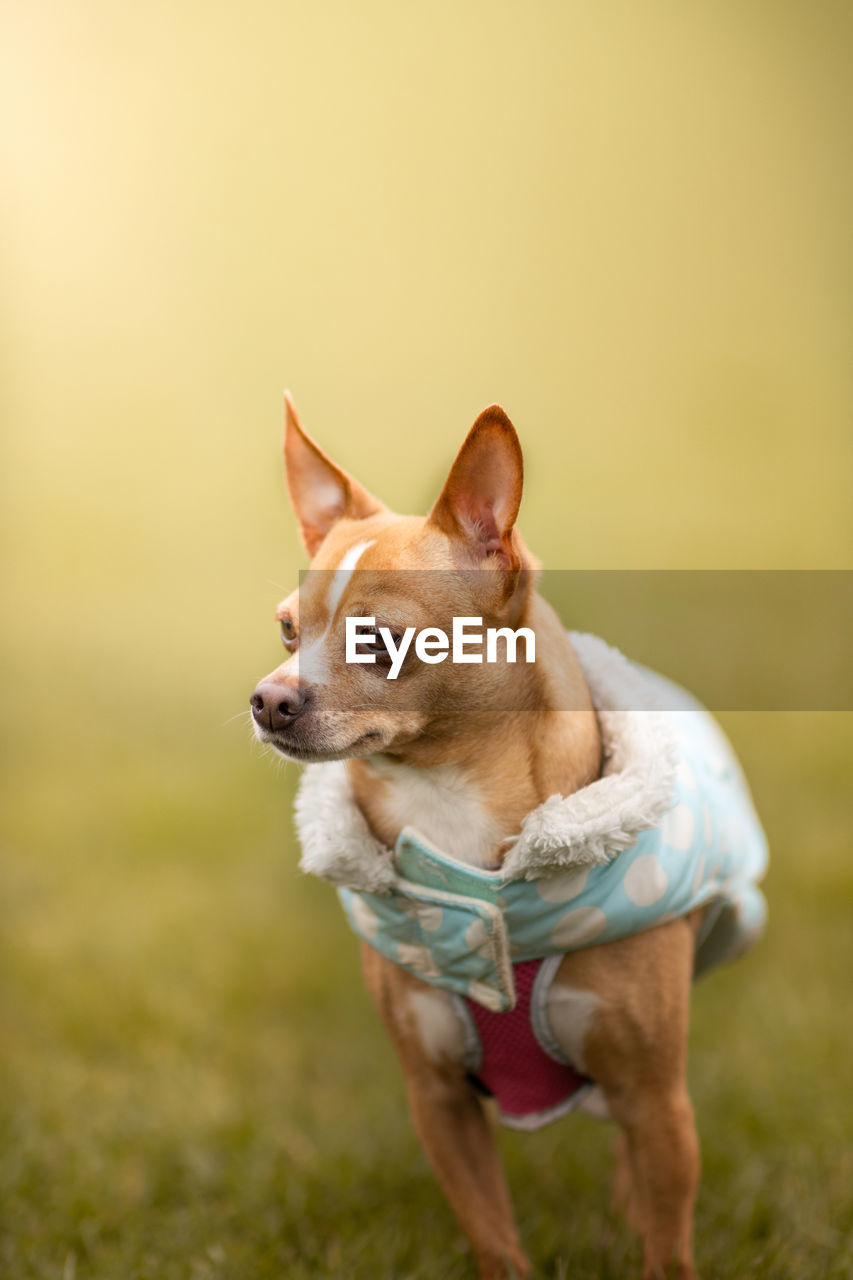 DOG LOOKING AWAY IN A FIELD