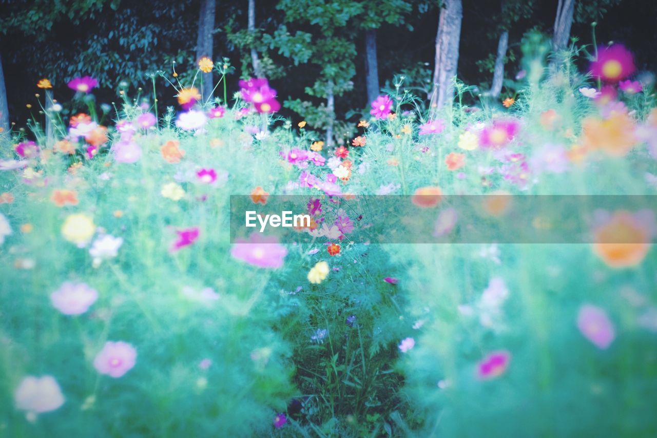 Close-up of colorful flowers growing in field