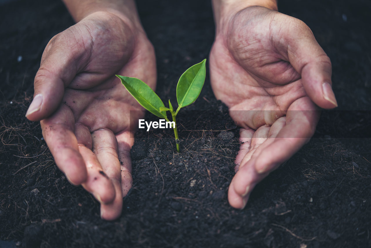 Close-up of hand protecting small plant