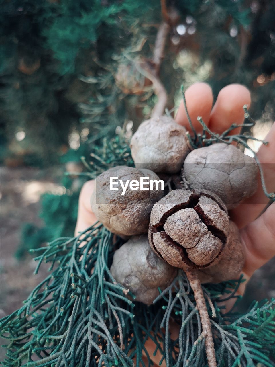 CLOSE-UP OF PERSON HOLDING MUSHROOM