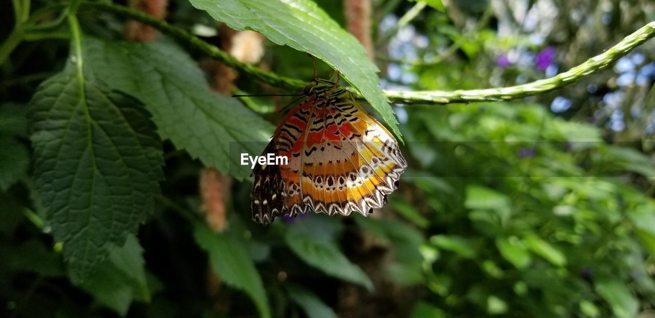 CLOSE-UP OF BUTTERFLY POLLINATING FLOWERS