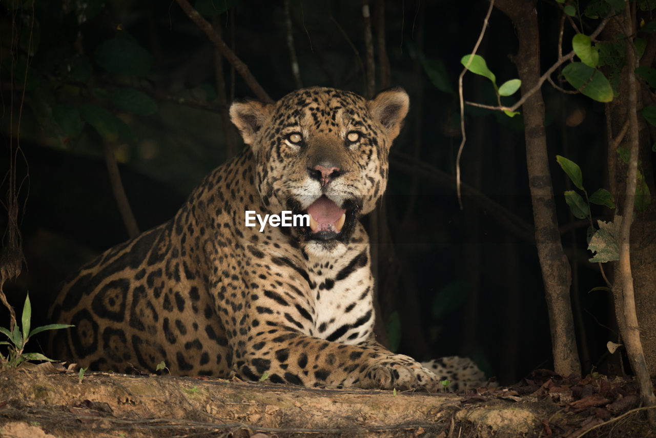 Close-up portrait of leopard