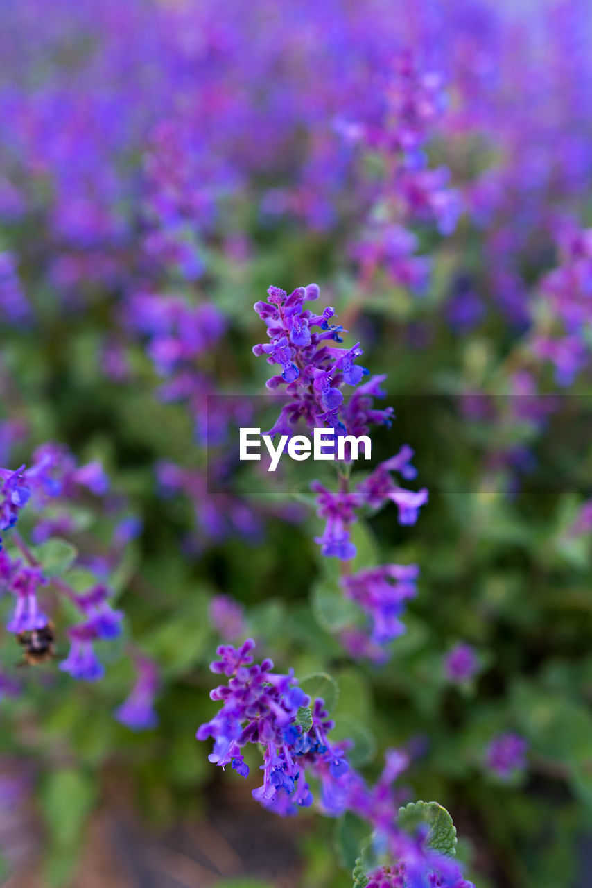 Close-up of purple flowering plant