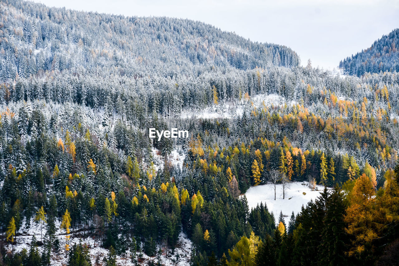 Trees against sky during winter