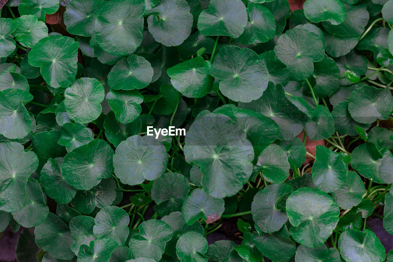 Full frame shot of leaves