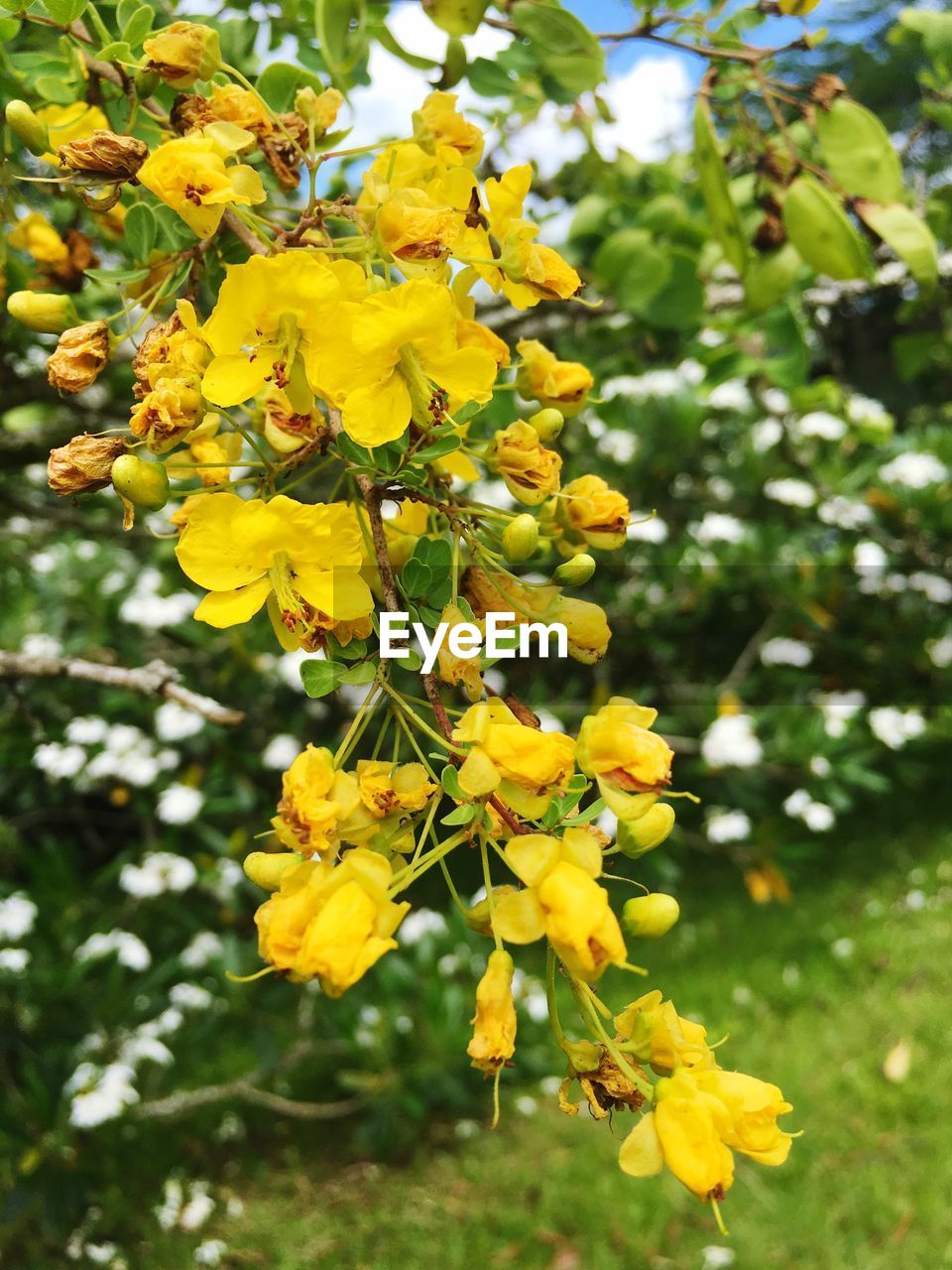 Close-up of yellow flowers