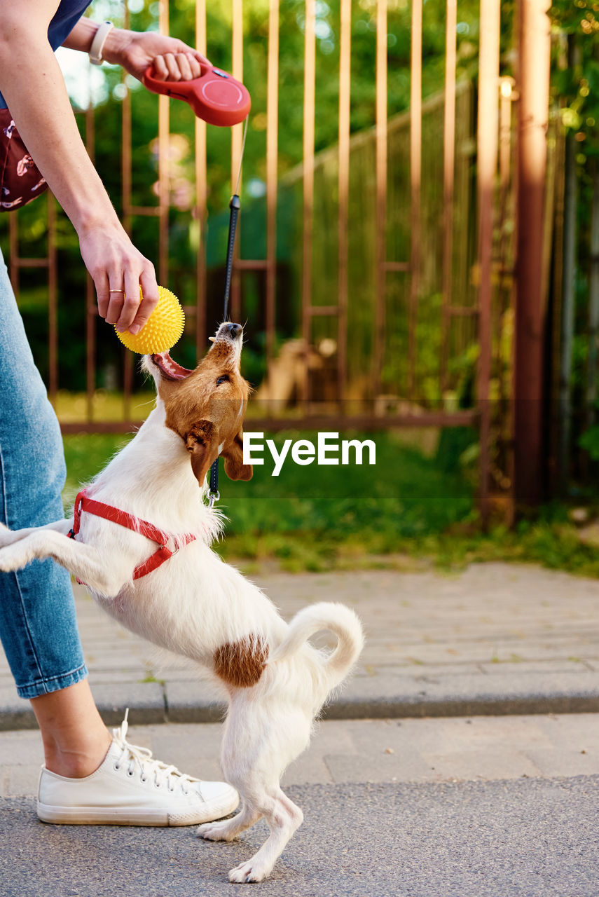 Woman playing with dog at city street