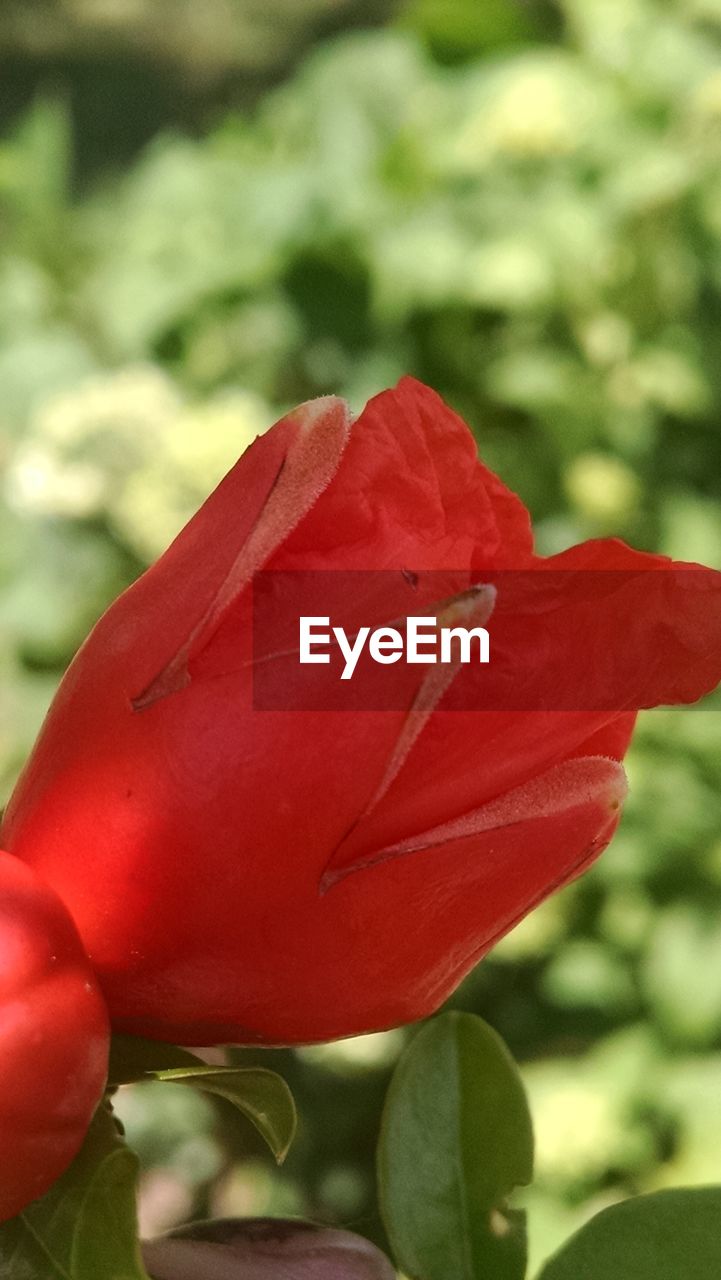 CLOSE-UP OF RED FLOWERS BLOOMING