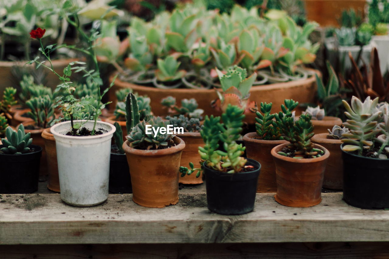 Close-up of small potted plants in yard