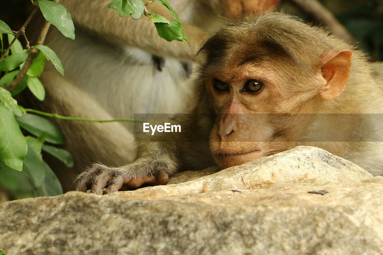 CLOSE-UP OF A MONKEY