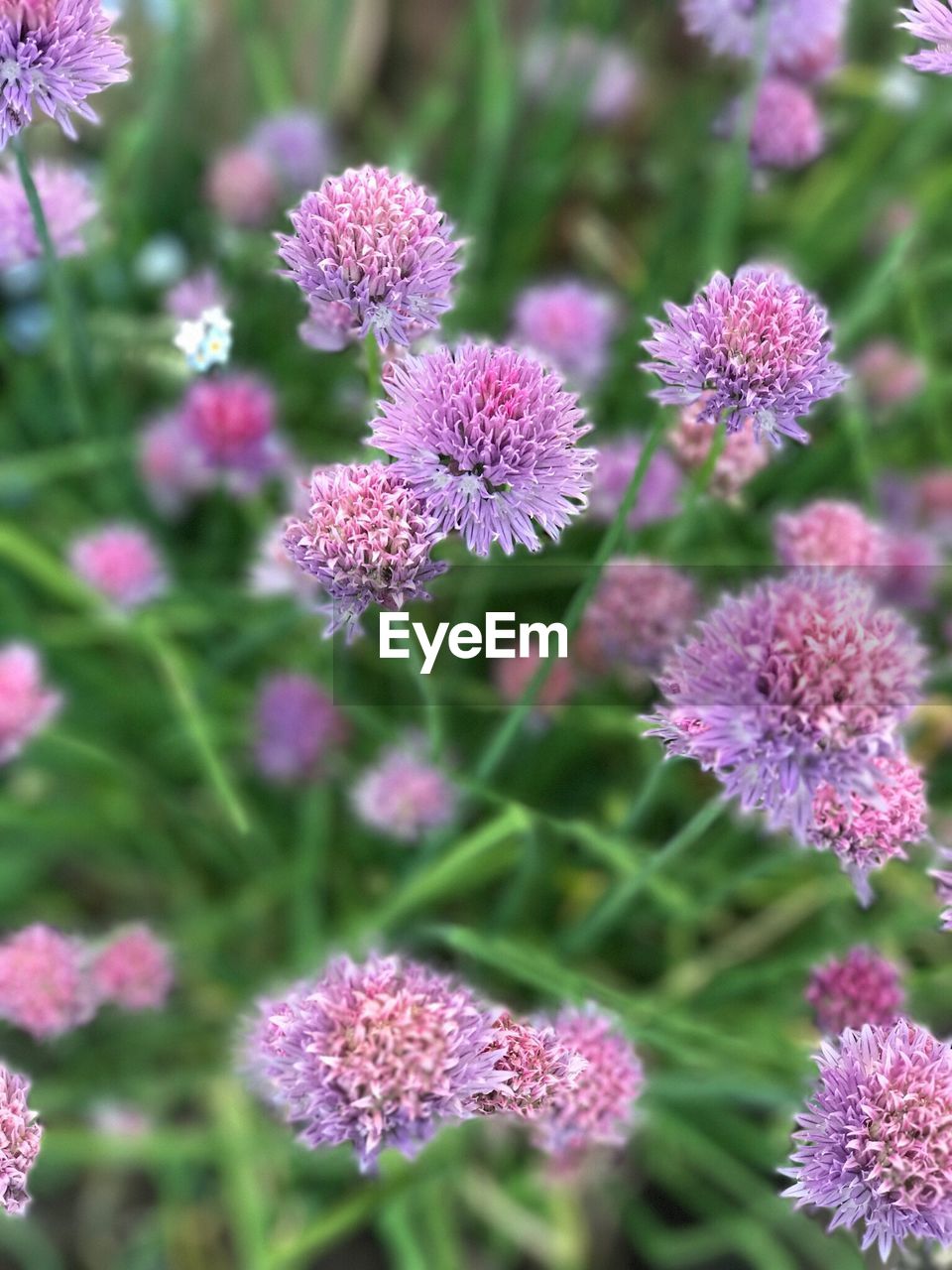 Close-up of purple flowers blooming outdoors