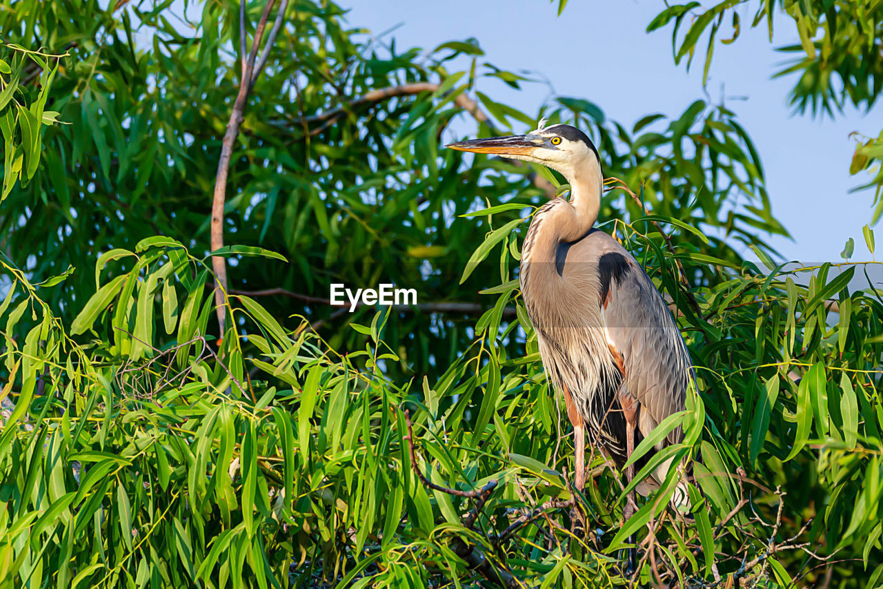 VIEW OF GRAY HERON PERCHING ON GRASS