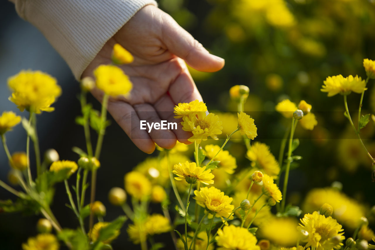 Low section of person holding yellow flowering plant on field