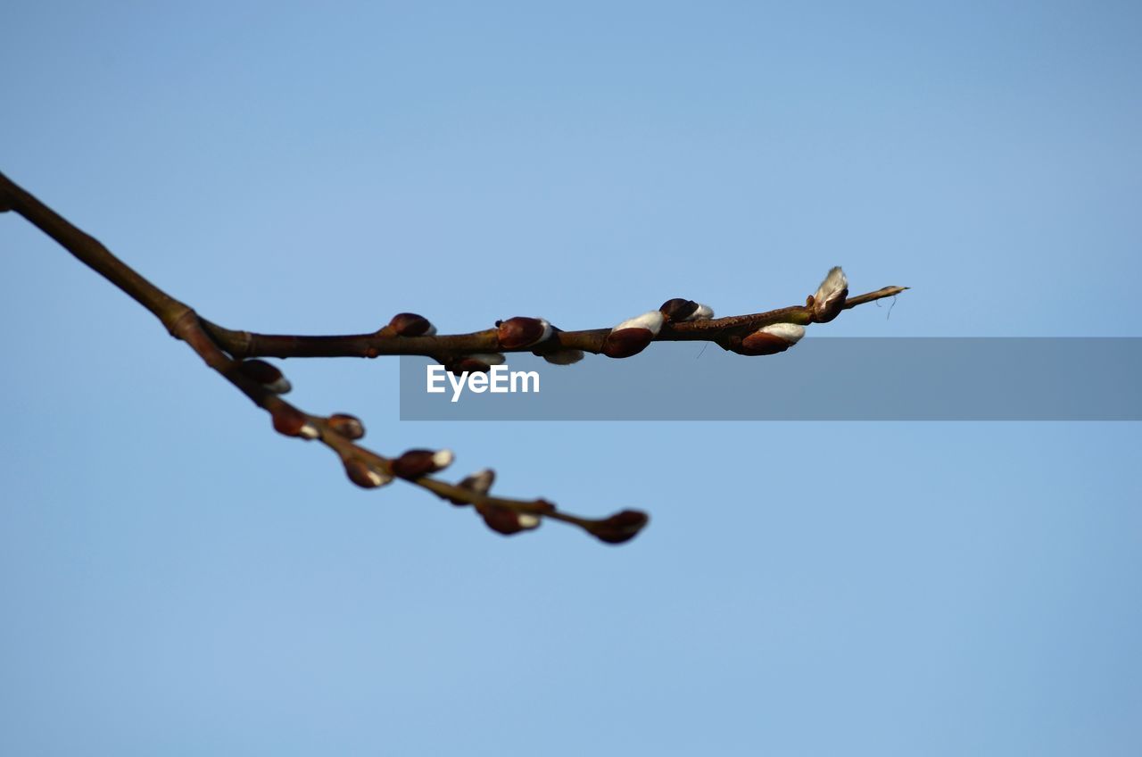 LOW ANGLE VIEW OF BARBED WIRE AGAINST BLUE SKY