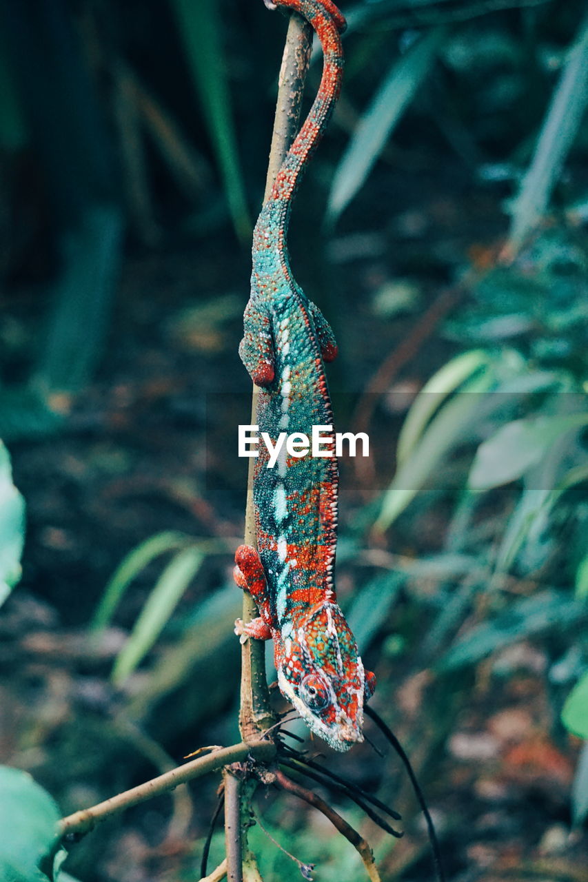 Close-up of chameleon on plant