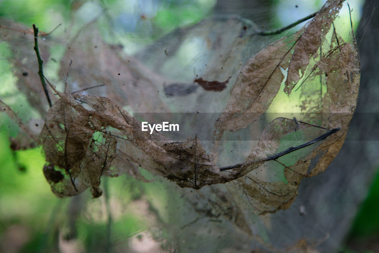 Close-up of dry leaves on spider web