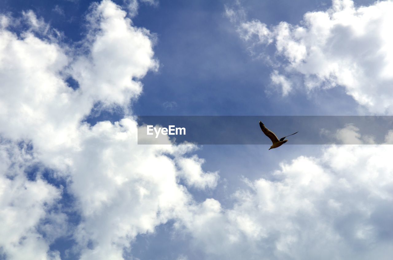 LOW ANGLE VIEW OF SEAGULL FLYING