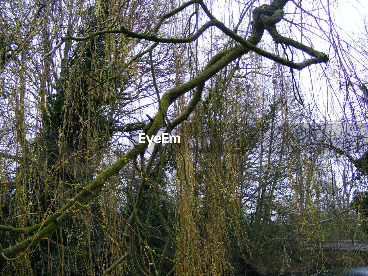 FULL FRAME SHOT OF TREE AGAINST SKY