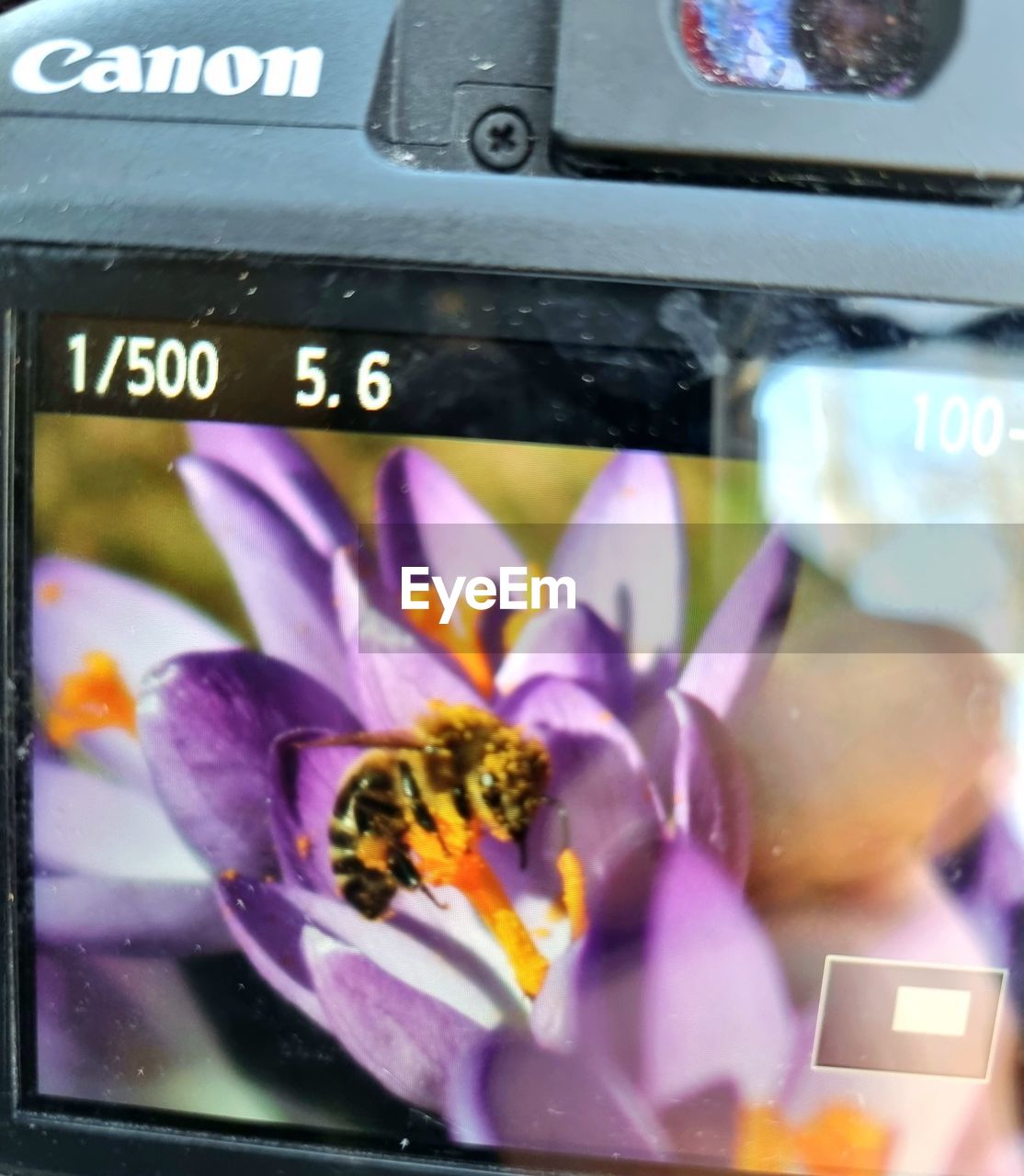 purple, flower, flowering plant, close-up, technology, mobile phone, freshness, text, no people, nature, plant, communication, beauty in nature